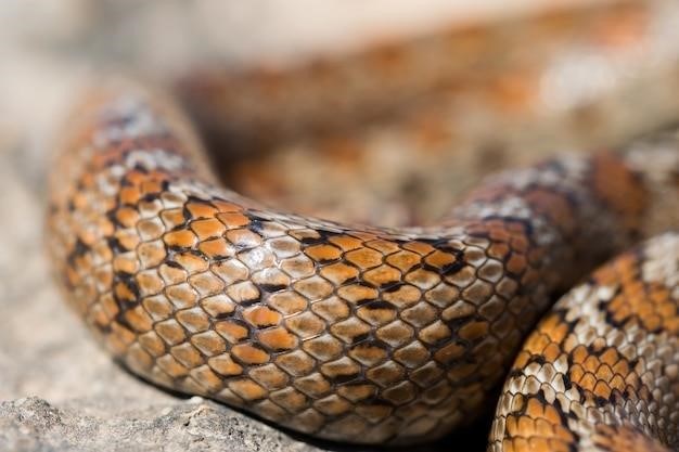 hognose snake care guide